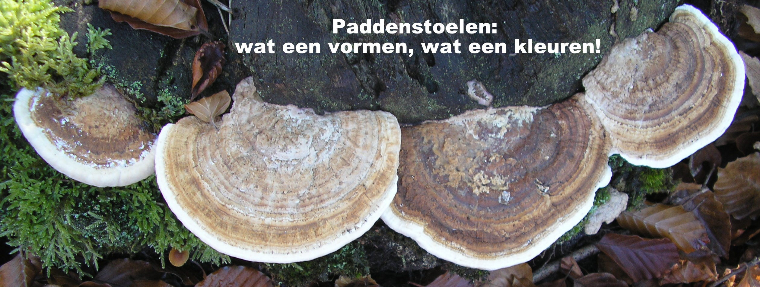 Renske Cramer Creatief: paddenstoelen, wat een vormen, wat een kleuren!