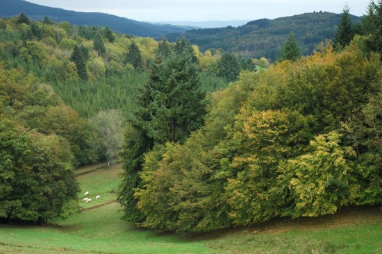 Een doorkijkje in het regionale natuurpark van de Morvan (F). We vonden het park zo mooi, dat we het twee keer hebben bezocht.