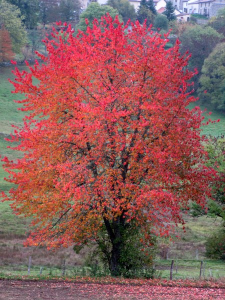 Renske Cramers foto van een boom in rode herfsttooi (Frankrijk)