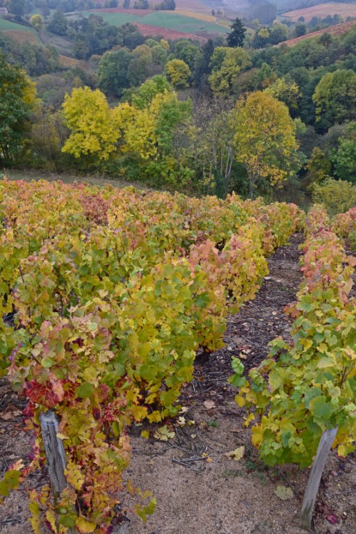 Renske Cramer Creatief foto van landschap in de Beaujolais, Frankrijk