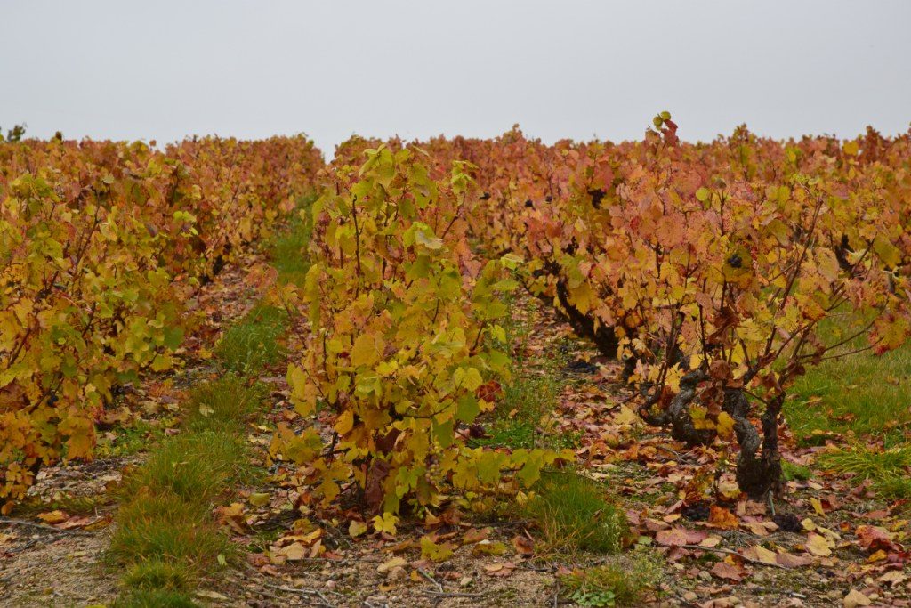 Renske Cramer Creatief foto van landschap in de Beaujolais, Frankrijk