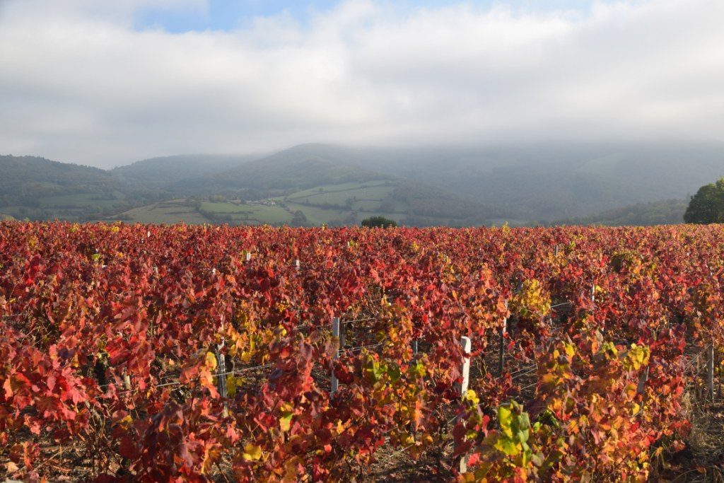 Renske Cramer Creatief foto van landschap in de Beaujolais, Frankrijk