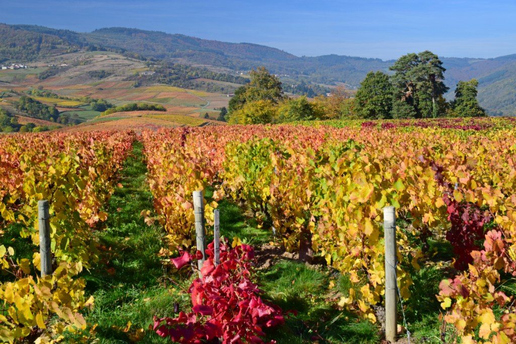 Renske Cramer Creatief foto van landschap in de Beaujolais, Frankrijk