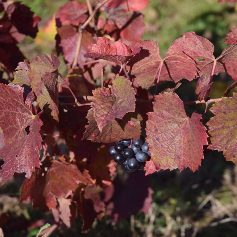 Renske Cramer Creatief foto van landschap in de Beaujolais, Frankrijk