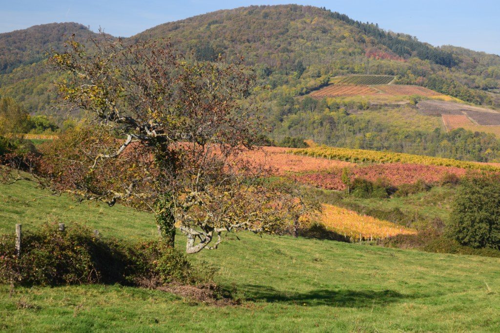 Renske Cramer Creatief foto van landschap in de Beaujolais, Frankrijk