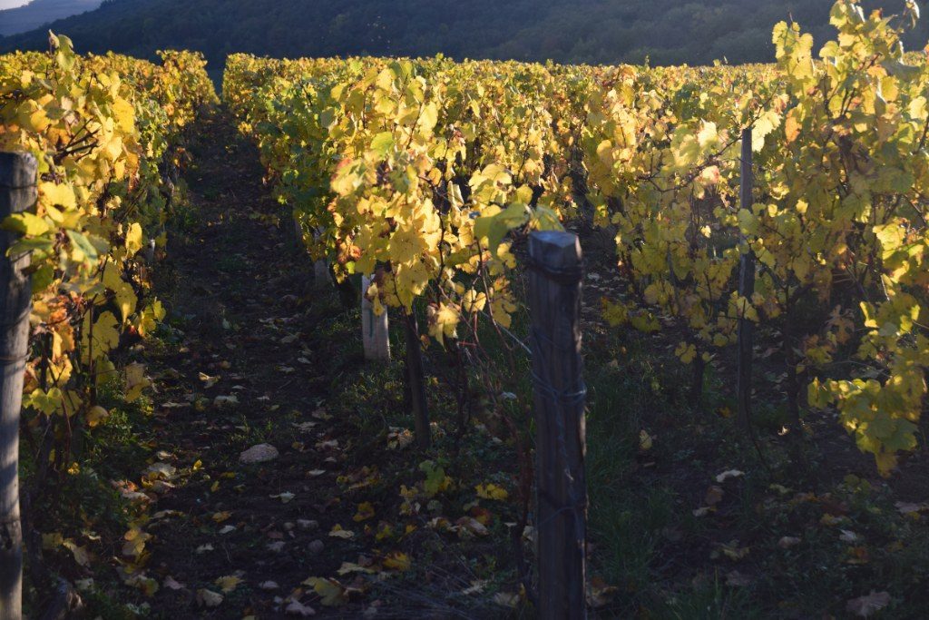 Renske Cramer Creatief foto van landschap in de Beaujolais, Frankrijk