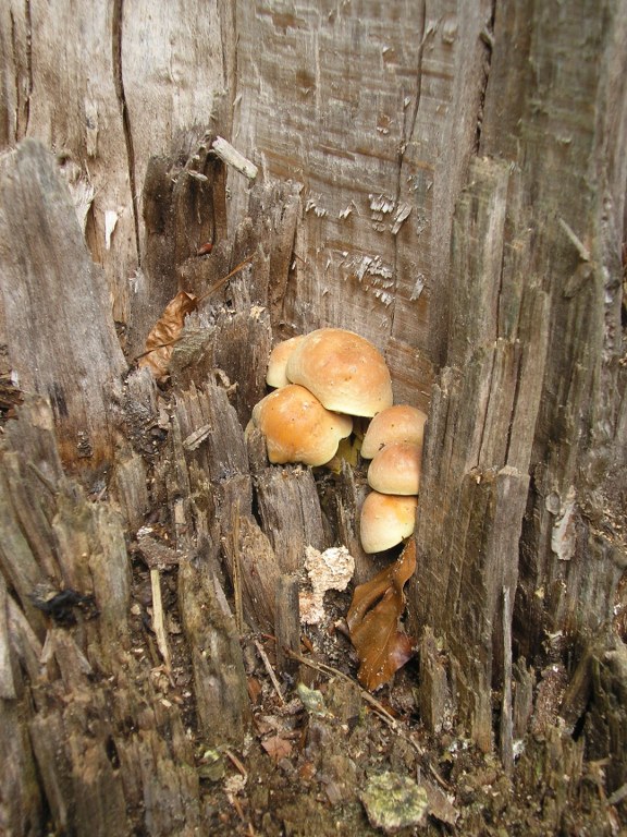 Renske Cramers foto van paddenstoelen op Renske Cramer Creatief.nl