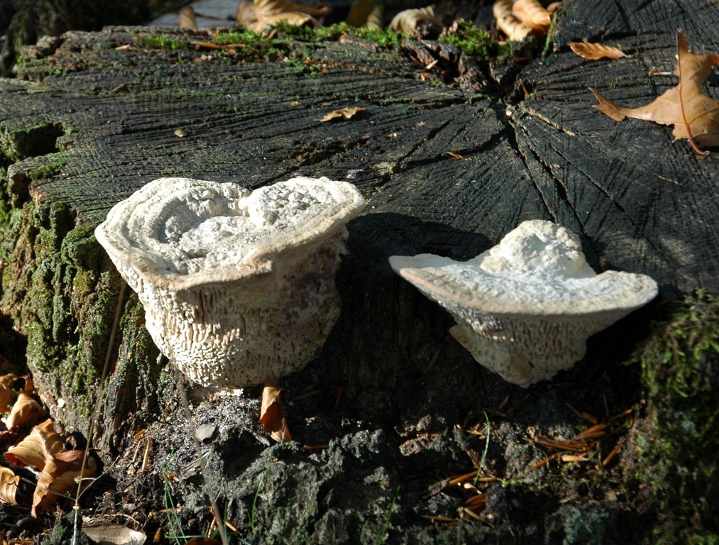 Renske Cramers foto van paddenstoelen op Renske Cramer Creatief.nl