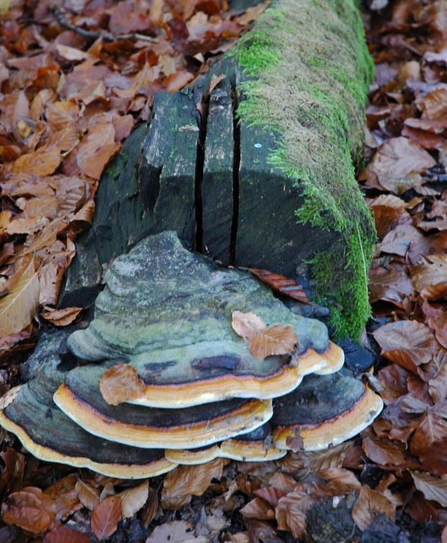 Renske Cramers foto van paddenstoelen op Renske Cramer Creatief.nl