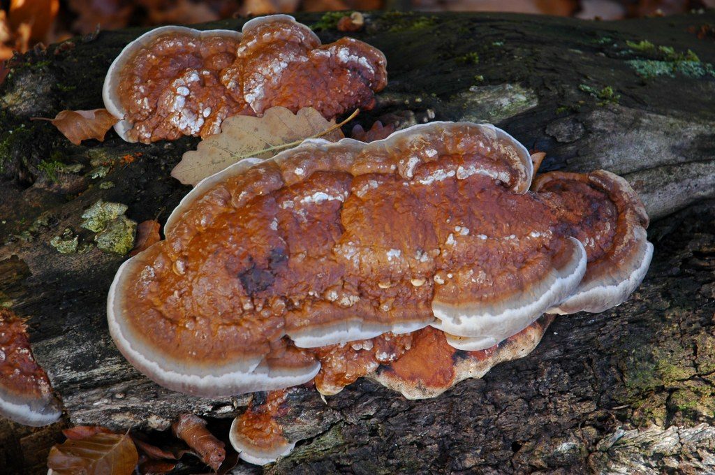 Renske Cramers foto van paddenstoelen op Renske Cramer Creatief.nl