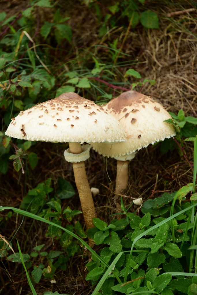 Renske Cramers foto van paddenstoelen op Renske Cramer Creatief.nl