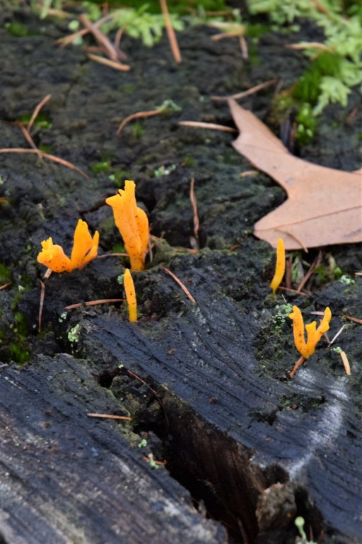 Renske Cramers foto van paddenstoelen op Renske Cramer Creatief.nl