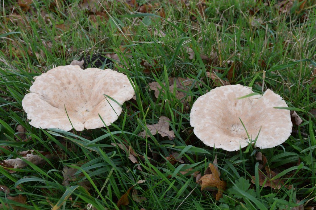 Renske Cramers foto van paddenstoelen op Renske Cramer Creatief.nl