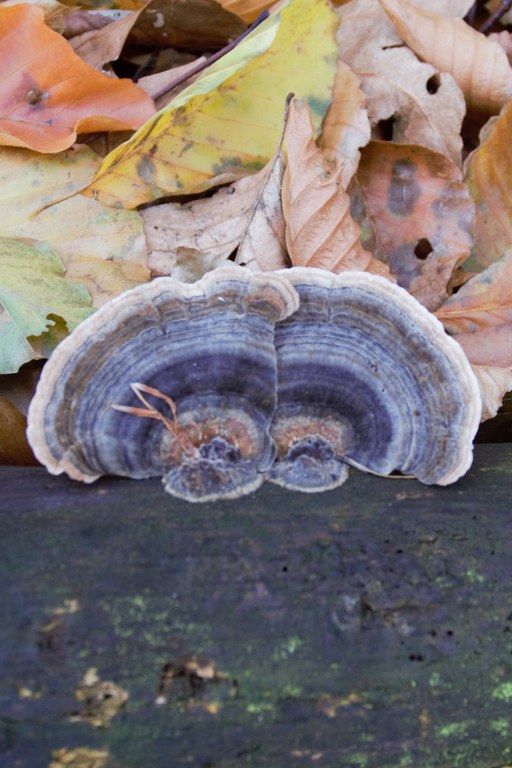 Renske Cramers foto van paddenstoelen op Renske Cramer Creatief.nl