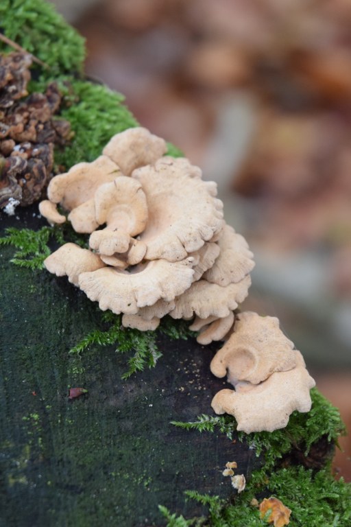 Renske Cramers foto van paddenstoelen op Renske Cramer Creatief.nl