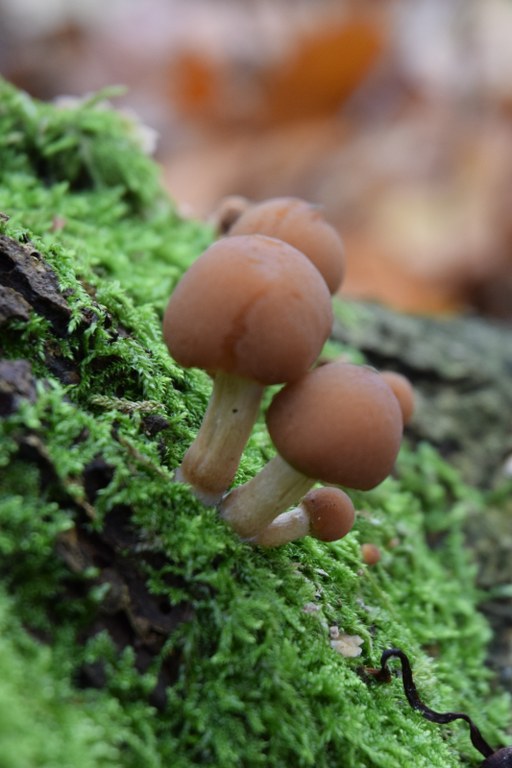 Renske Cramers foto van paddenstoelen op Renske Cramer Creatief.nl