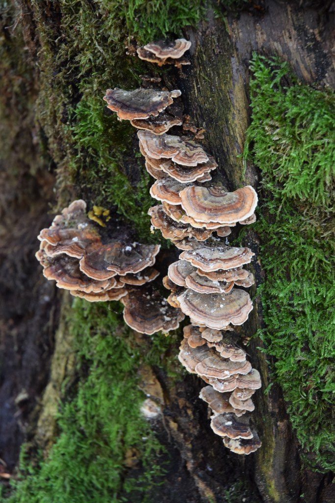 Renske Cramers foto van paddenstoelen op Renske Cramer Creatief.nl