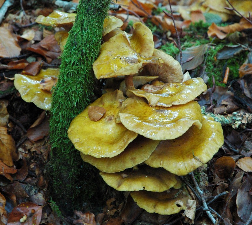 Renske Cramers foto van paddenstoelen op Renske Cramer Creatief.nl