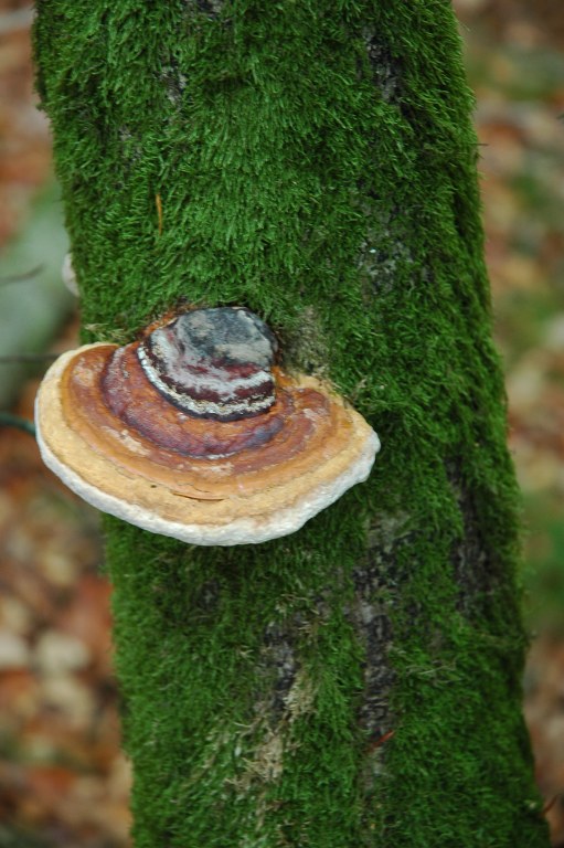 Renske Cramers foto van een paddenstoel op Renske Cramer Creatief.nl