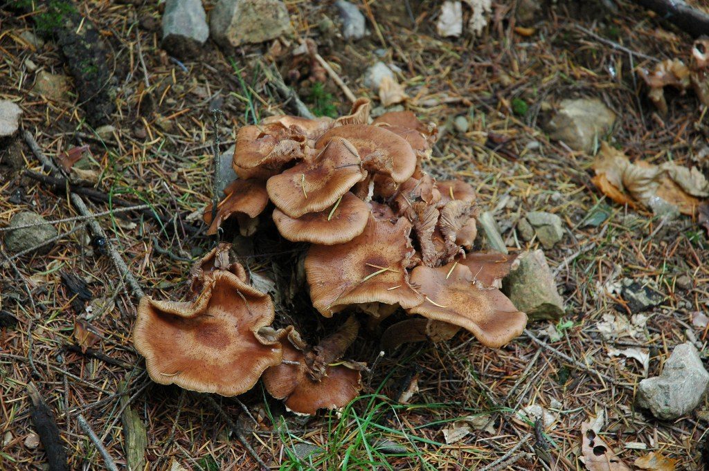 Renske Cramers foto van paddenstoelen op Renske Cramer Creatief.nl