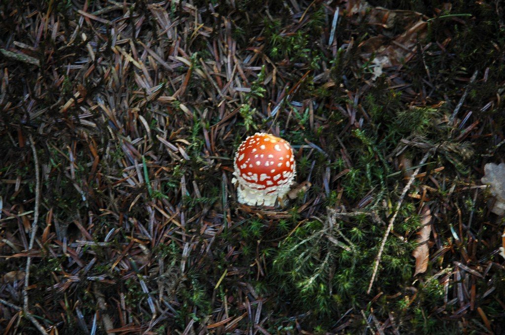 Renske Cramers foto van een paddenstoel op Renske Cramer Creatief.nl