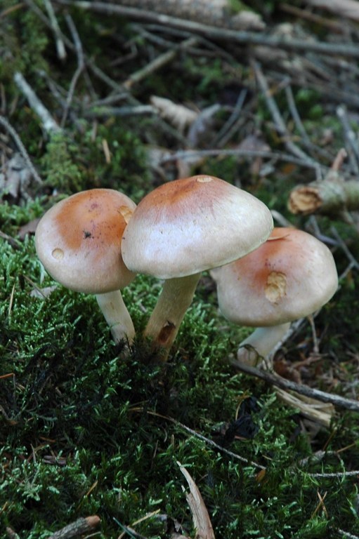 Renske Cramers foto van paddenstoelen op Renske Cramer Creatief.nl