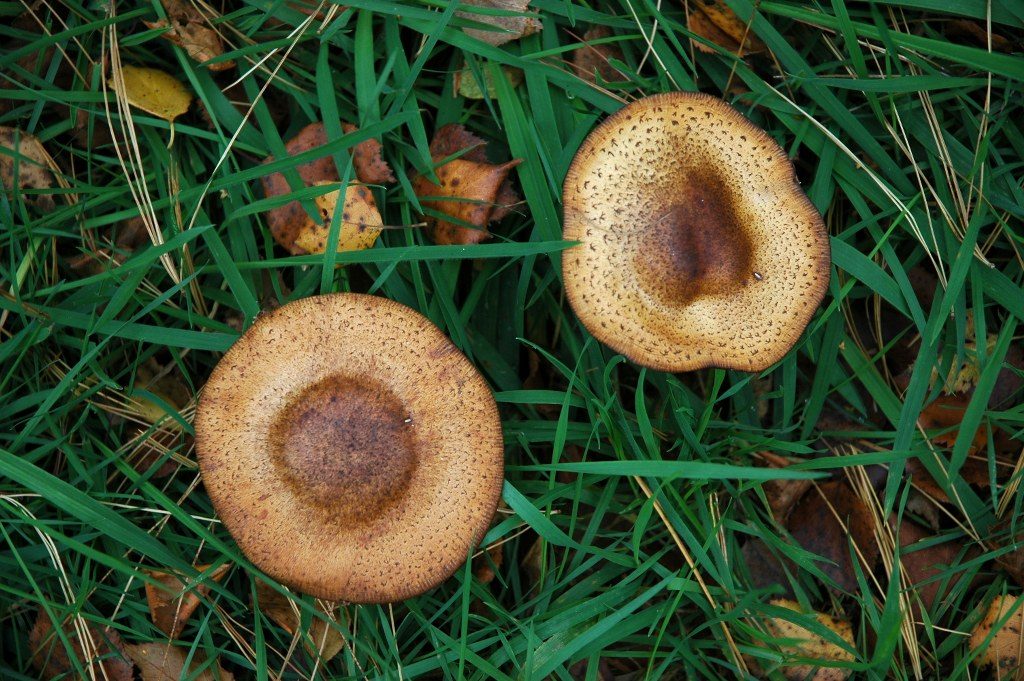 Renske Cramers foto van paddenstoelen op Renske Cramer Creatief.nl