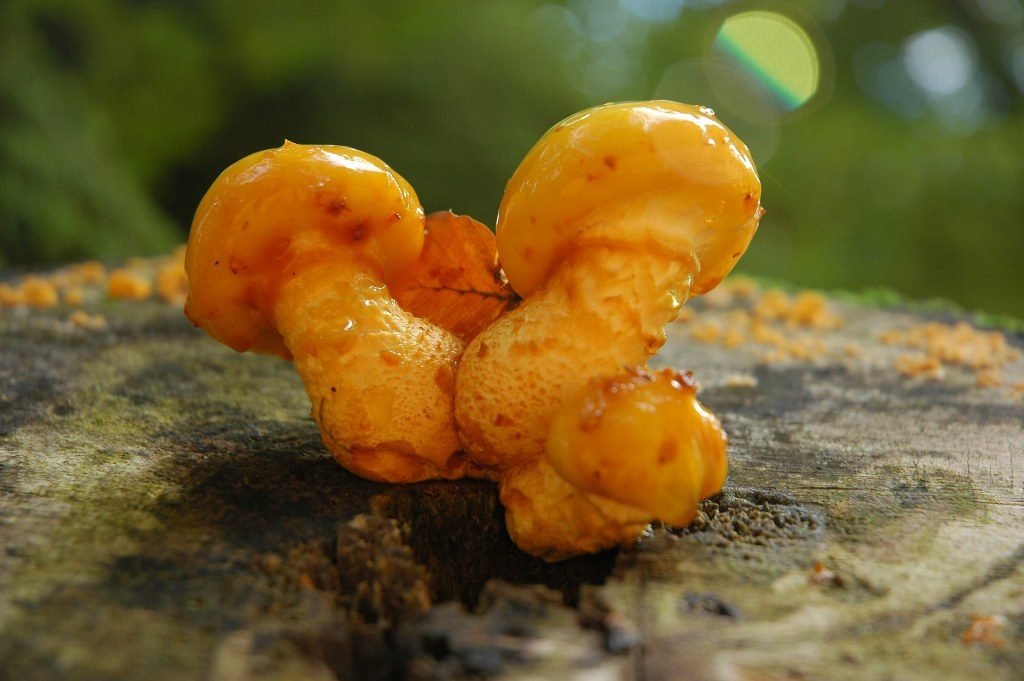 Renske Cramers foto van paddenstoelen op Renske Cramer Creatief.nl