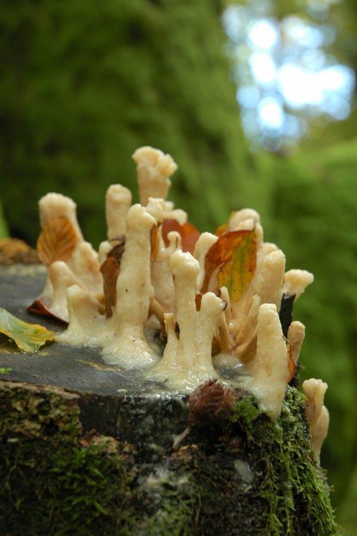 Renske Cramers foto van paddenstoelen op Renske Cramer Creatief.nl