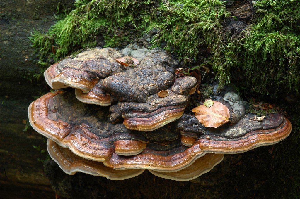 Renske Cramers foto van paddenstoelen op Renske Cramer Creatief.nl