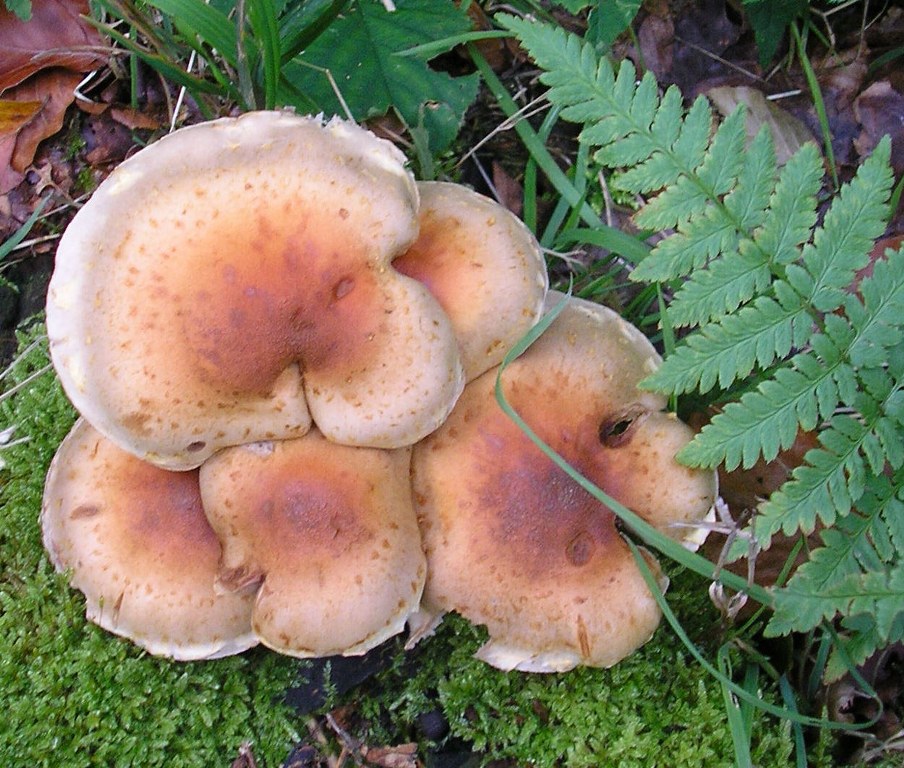 Renske Cramers foto van paddenstoelen op Renske Cramer Creatief.nl