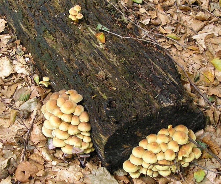 Renske Cramers foto van paddenstoelen op Renske Cramer Creatief.nl