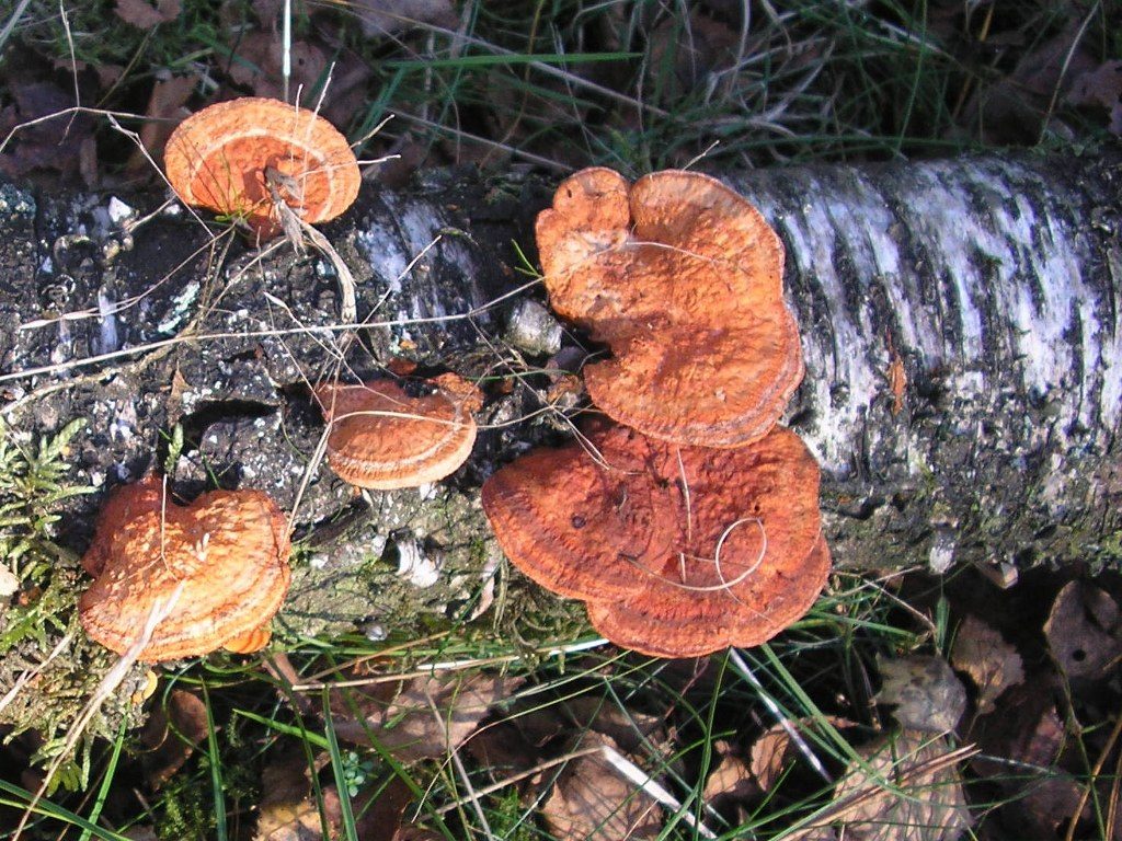 Renske Cramers foto van paddenstoelen op Renske Cramer Creatief.nl