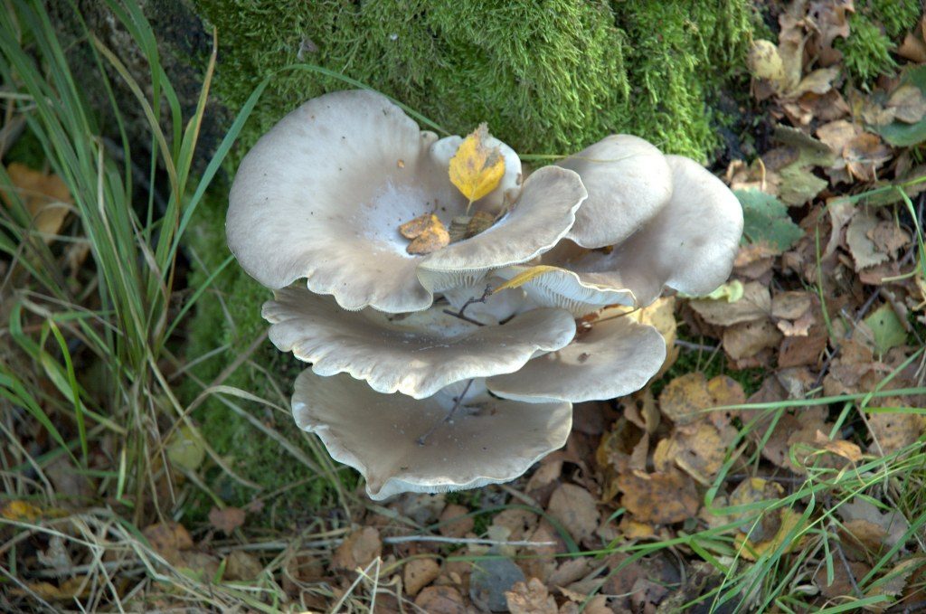 Renske Cramers foto van paddenstoelen op Renske Cramer Creatief.nl