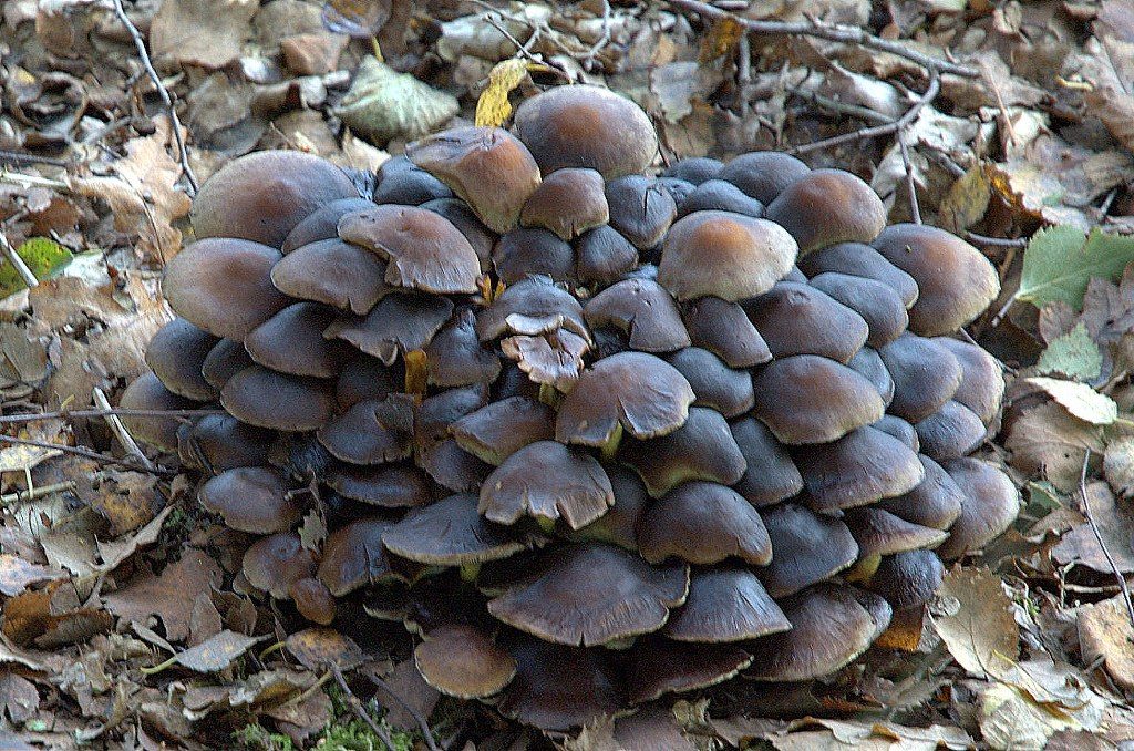 Renske Cramers foto van paddenstoelen op Renske Cramer Creatief.nl