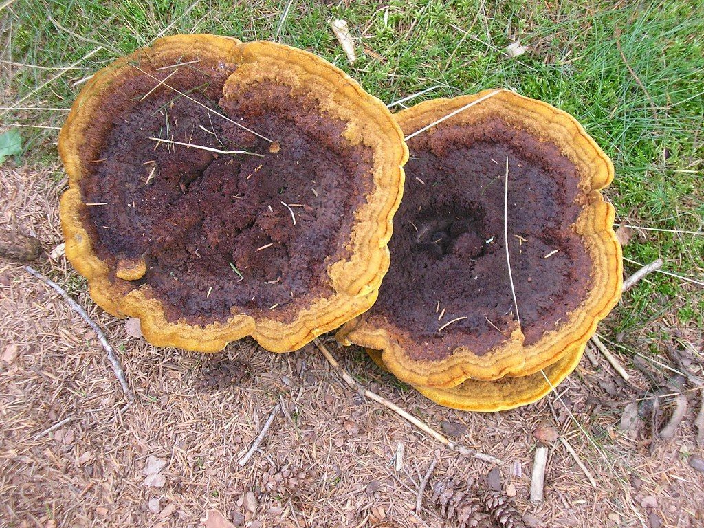 Renske Cramers foto van paddenstoelen op Renske Cramer Creatief.nl