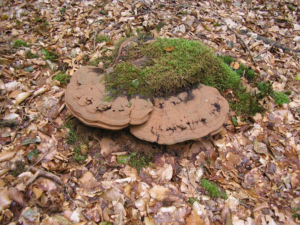 Renske Cramers foto van paddenstoelen op Renske Cramer Creatief.nl