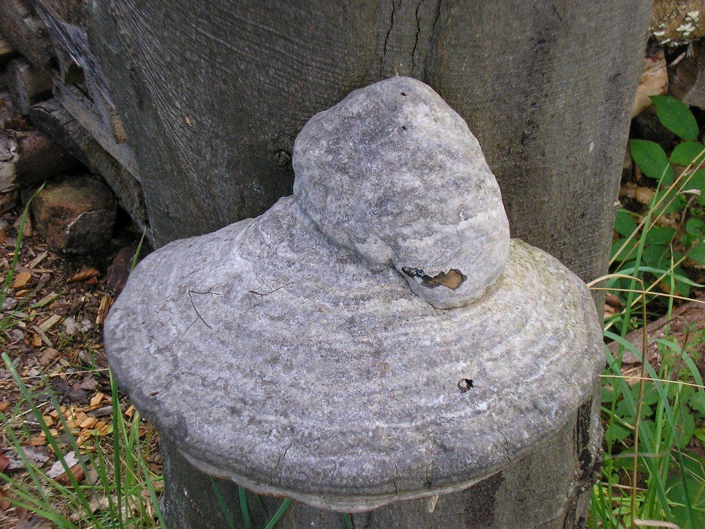 Renske Cramers foto van een paddenstoel op Renske Cramer Creatief.nl