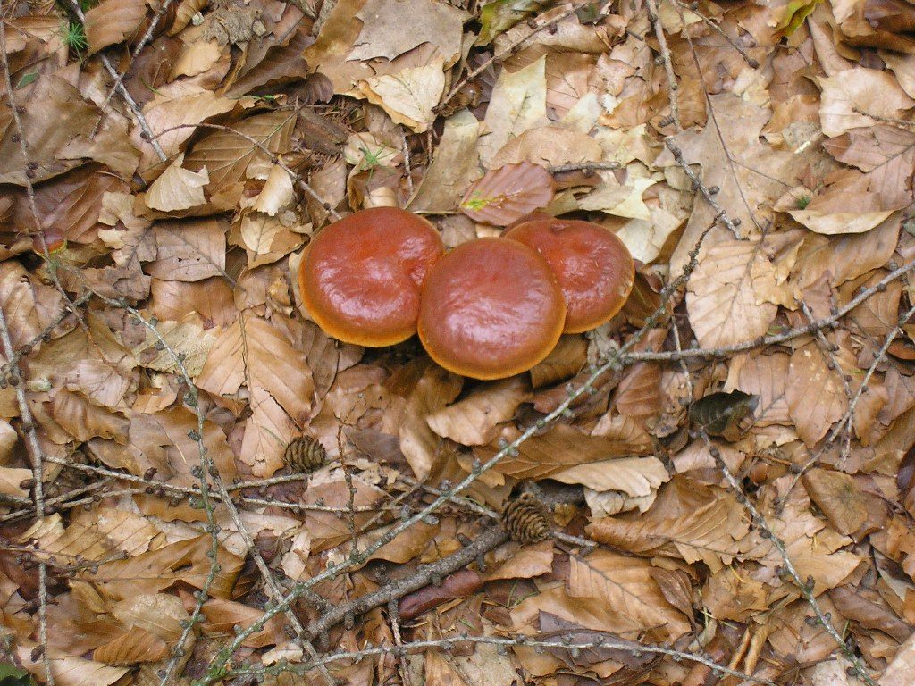 Renske Cramers foto van paddenstoelen op Renske Cramer Creatief.nl