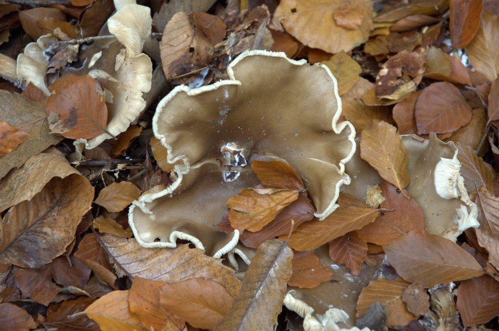 Renske Cramers foto van paddenstoelen op Renske Cramer Creatief.nl