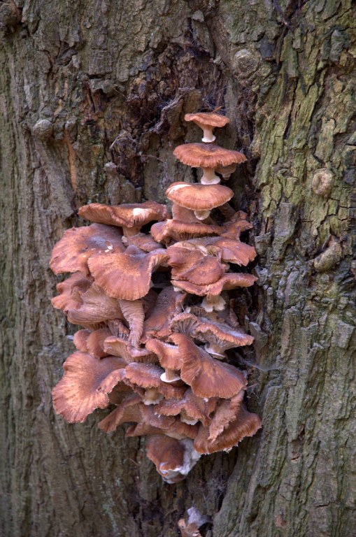 Renske Cramers foto van paddenstoelen op Renske Cramer Creatief.nl