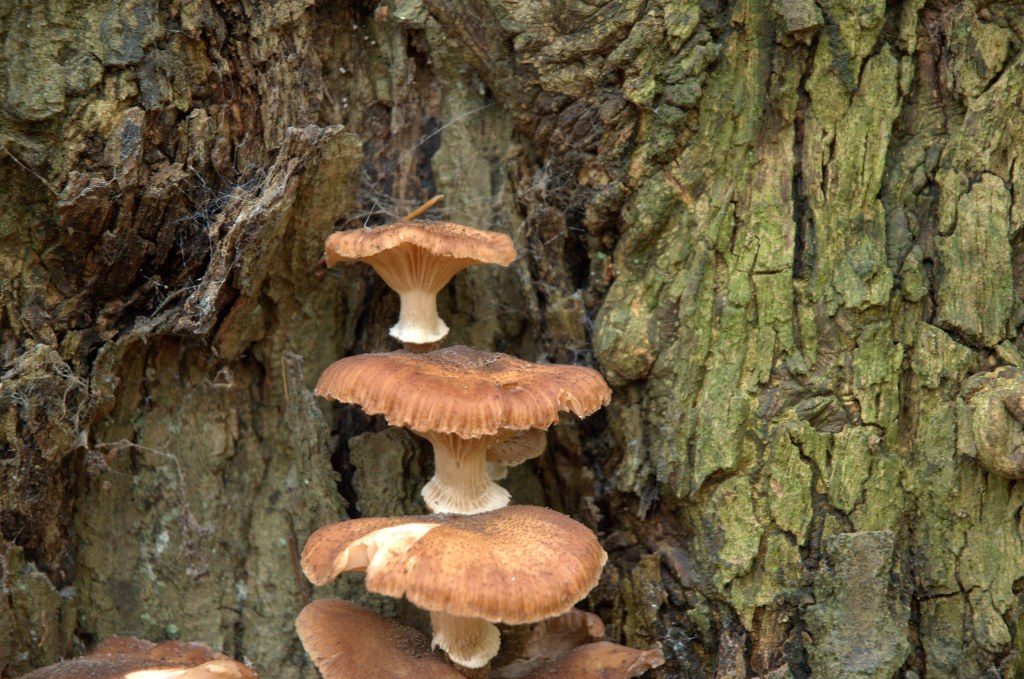 Renske Cramers foto van paddenstoelen op Renske Cramer Creatief.nl