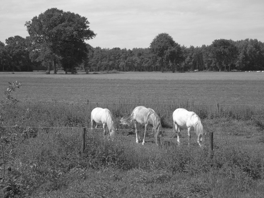 Renske Cramer Creatief zwart-wit foto's foto van paarden in een wei