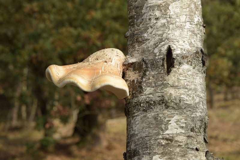 Renske Cramer Creatief grote, beigebruine paddenstoel aan een boom