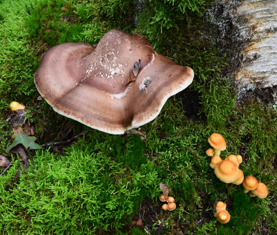 Renske Cramer Creatief: fraai ensemble van paddenstoelen