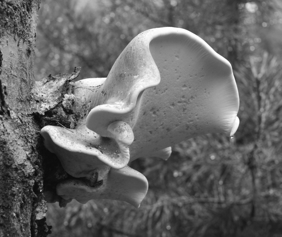 Renske Cramer Creatief: zwartwit-foto van een apart gevormde paddenstoel aan een boom.