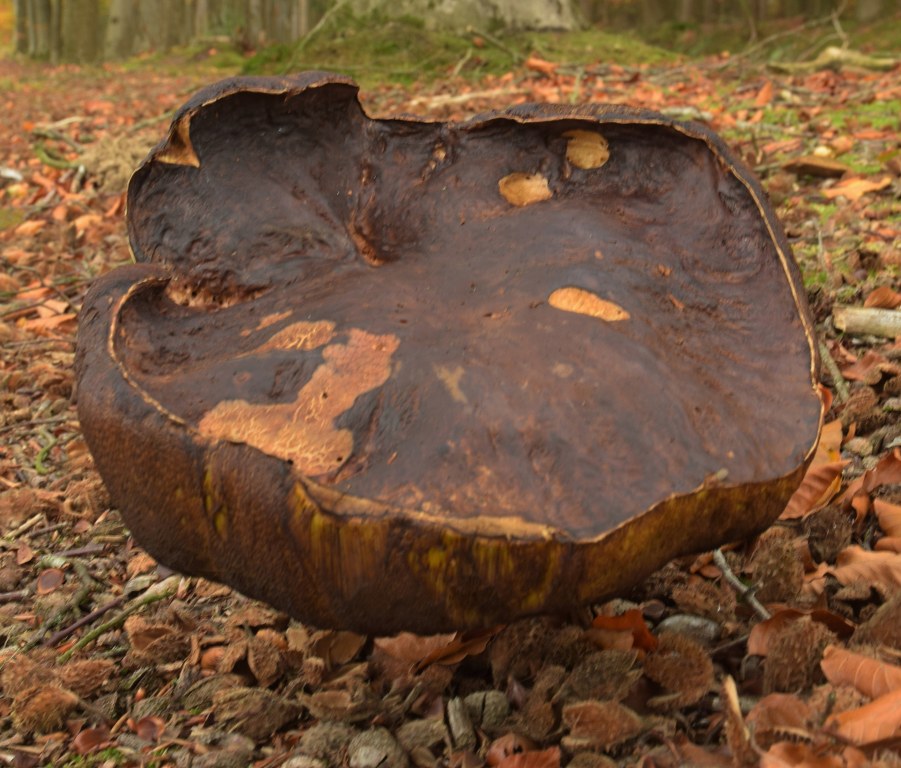 Renske Cramer Creatief: zeer grote, bruine paddenstoel.