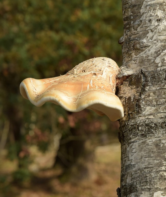 Renske Cramer Creatief: fraai gekleurde, grote paddenstoel aan een boom.