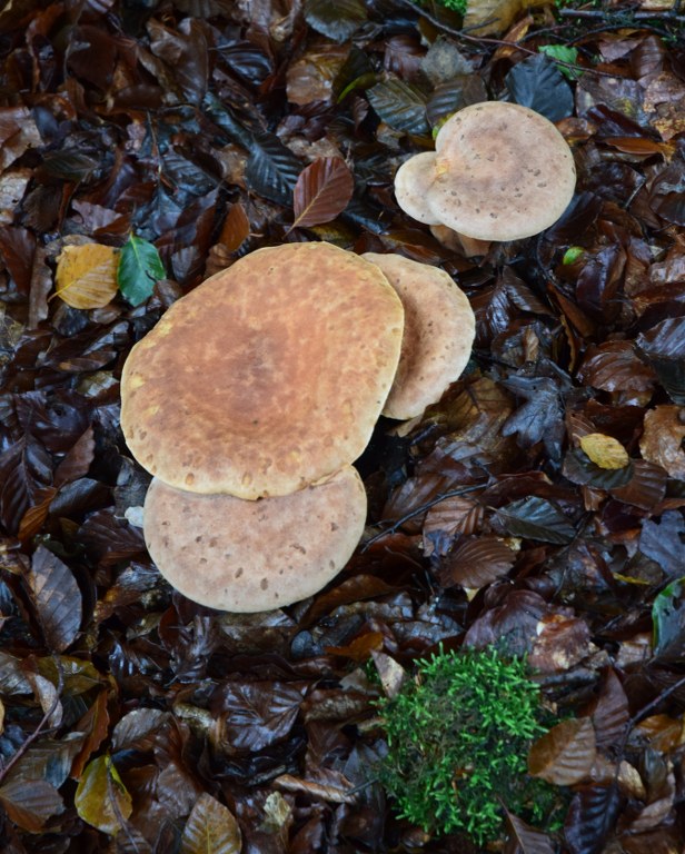 Renske Cramer Creatief: paddenstoelen tussen dode bladeren.