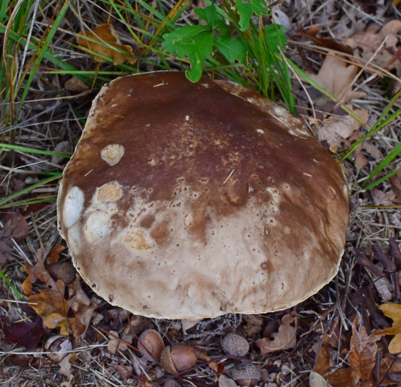 Renske Cramer Creatief: paddenstoel die doet denken aan een pannenkoek.